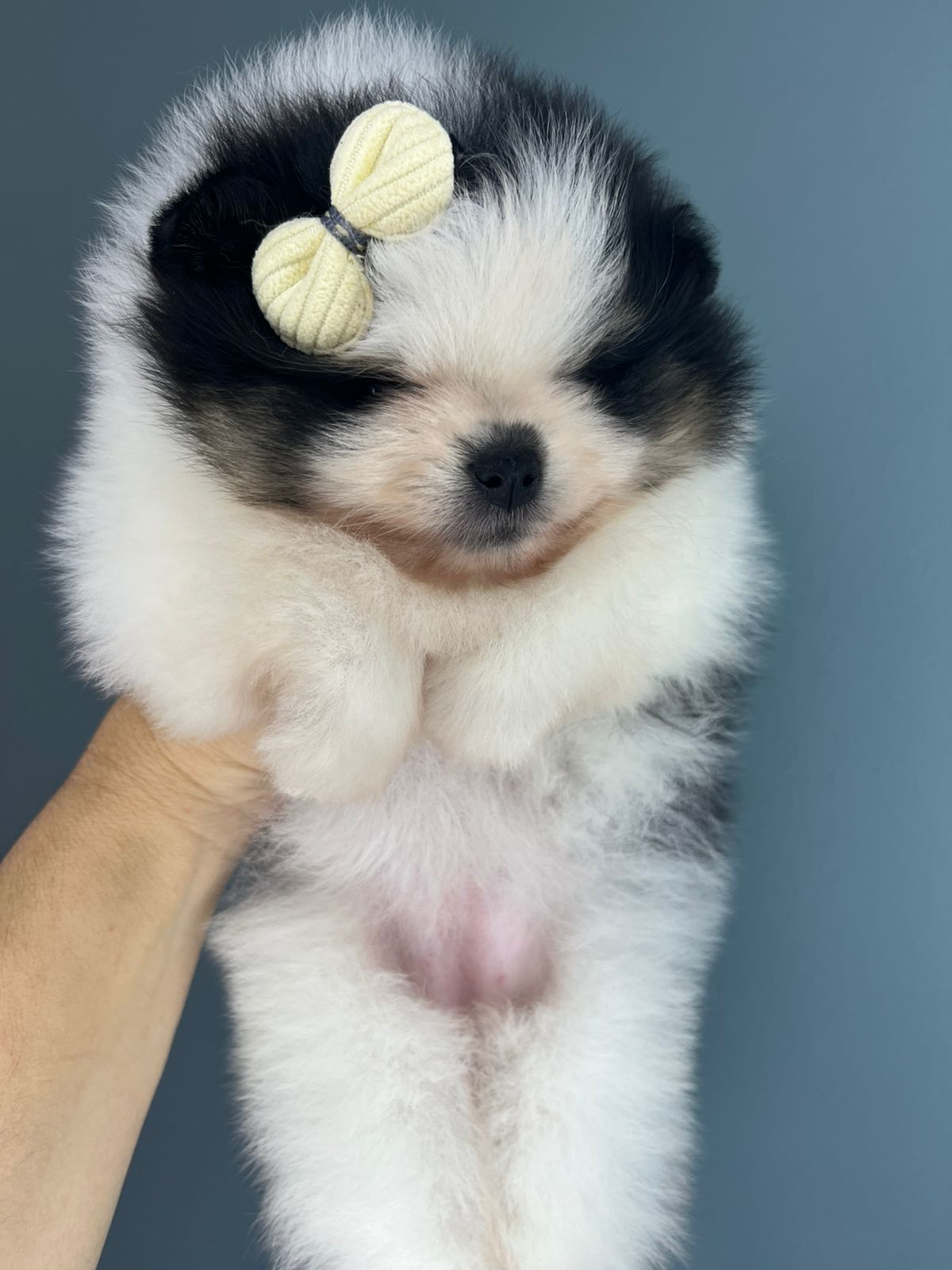 Filhote Lulu da Pomerânia black & white com laço amarelo