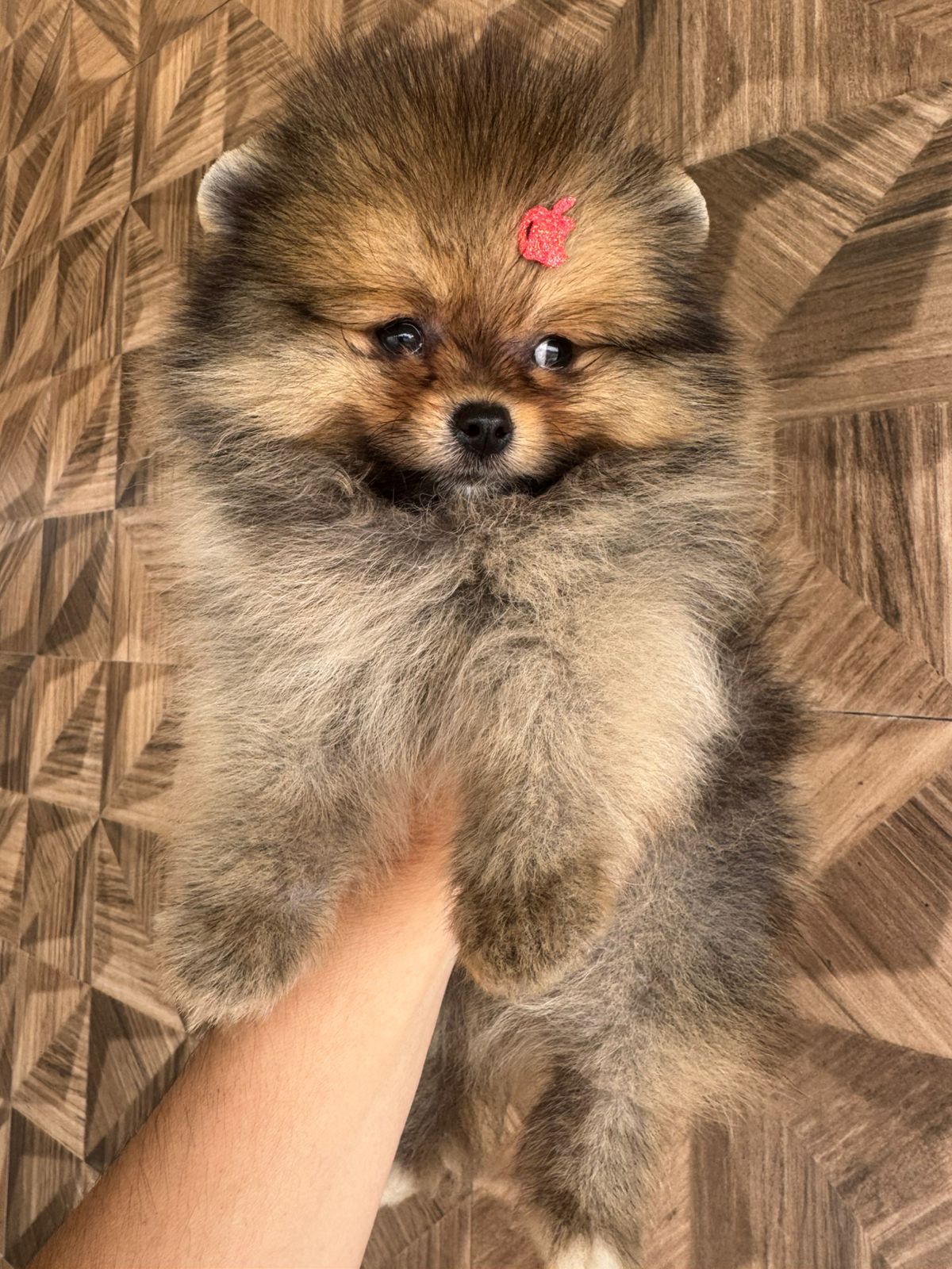 Filhote Lulu da Pomerânia laranja sable com lacinho vermelho