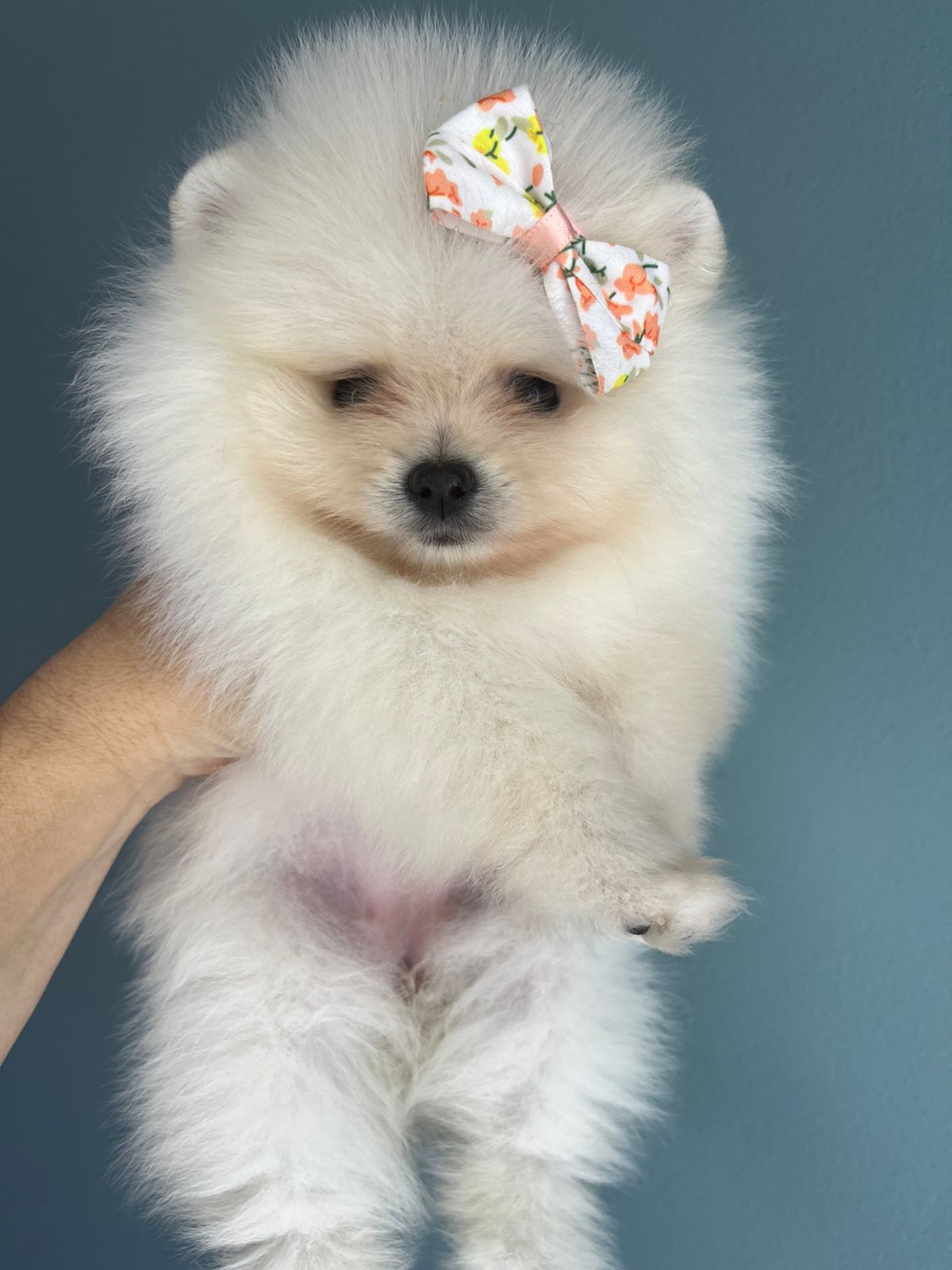 Filhote Lulu da Pomerânia branco com laço floral