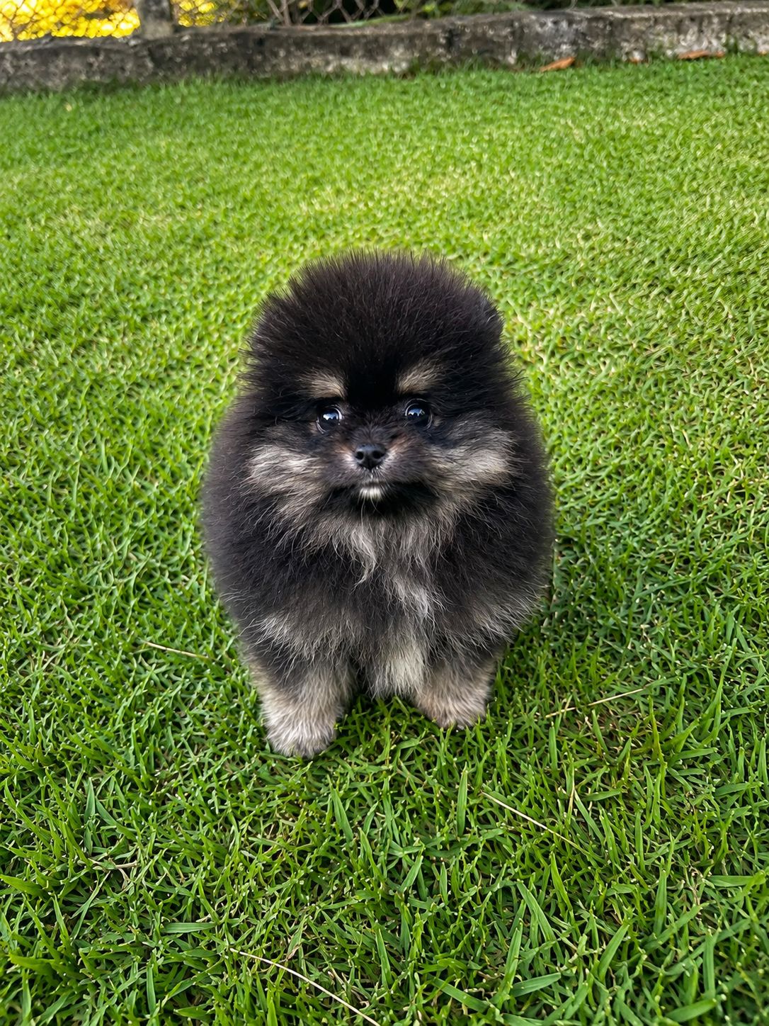Filhote Lulu da Pomerânia black & tan na grama