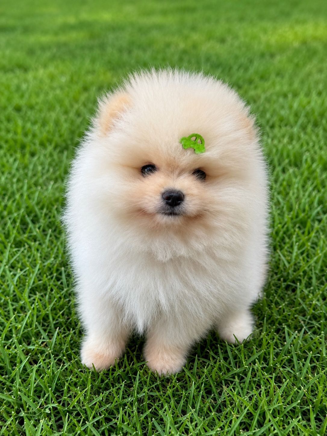 Filhote Lulu da Pomerânia creme na grama