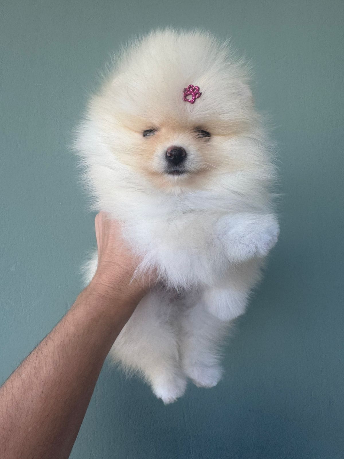 Filhote Lulu da Pomerânia creme com lacinho rosa