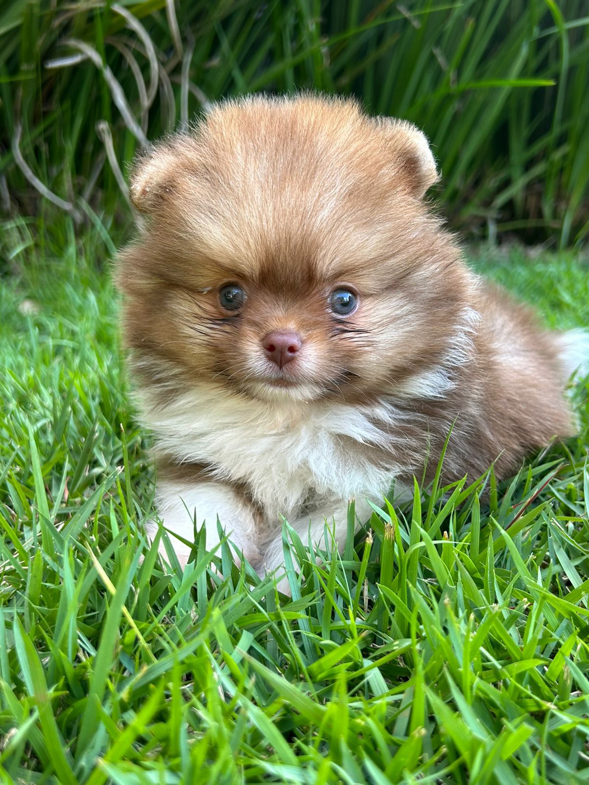 Filhote Lulu da Pomerânia chocolate na grama
