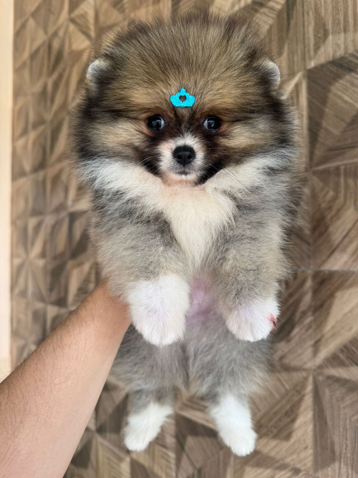 Filhote Lulu da Pomerânia sable com detalhe azul