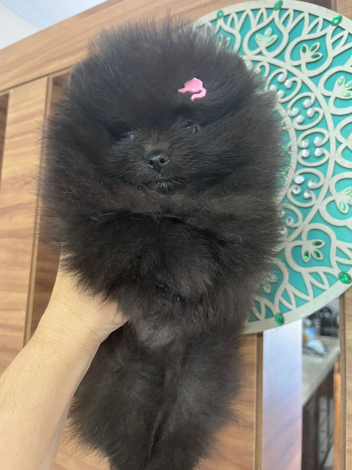 Filhote Lulu da Pomerânia preto com lacinho rosa